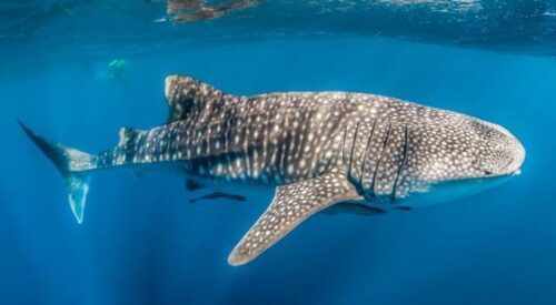 Banana Island & Discover Qatar Launch Whale Shark Excursions - QATARTOURISM.org - TRAVELINDEX