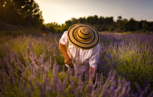 Maslina Resort Croatia Celebrates Its Annual Lavender Festival - VISITCROATIA.org - TRAVELINDEX